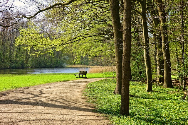 Feeling Frazzled - The Cure Might Be in the Trees